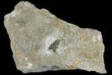 Fossil Mackerel Shark (Cretodus) Tooth - Kansas #154206-1